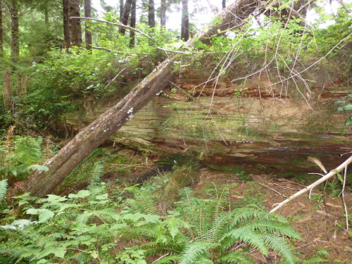 Large down log near Forks, WA.