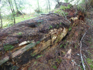 Large Douglas-fir down log