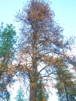 western pine beetle infestation